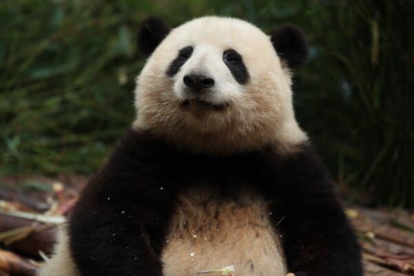 [Huahua's Arrival · Panda Adventure] Playful Getaway Package at Hilton Chengdu