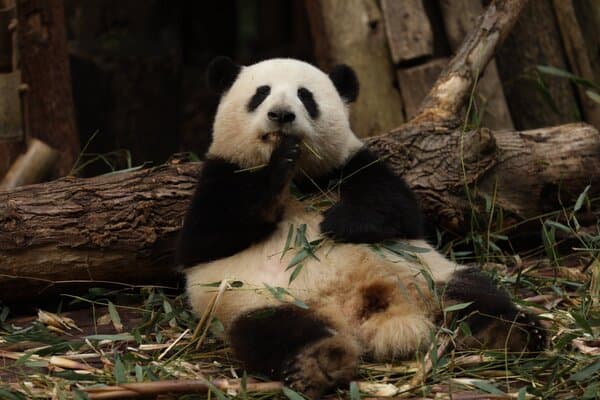 【Panda Theme】Canopy by Hilton Chengdu City Centre | Exclusive Family Package for 4 Adults & 2 Kids