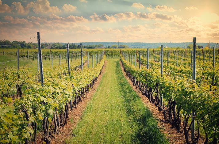 Savor Niagara's wine country with your personal sommelier