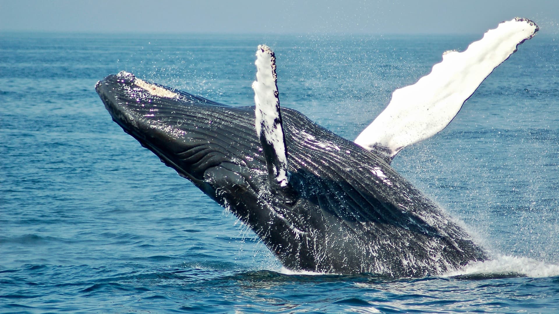 Newport Beach Whale Watching for Two