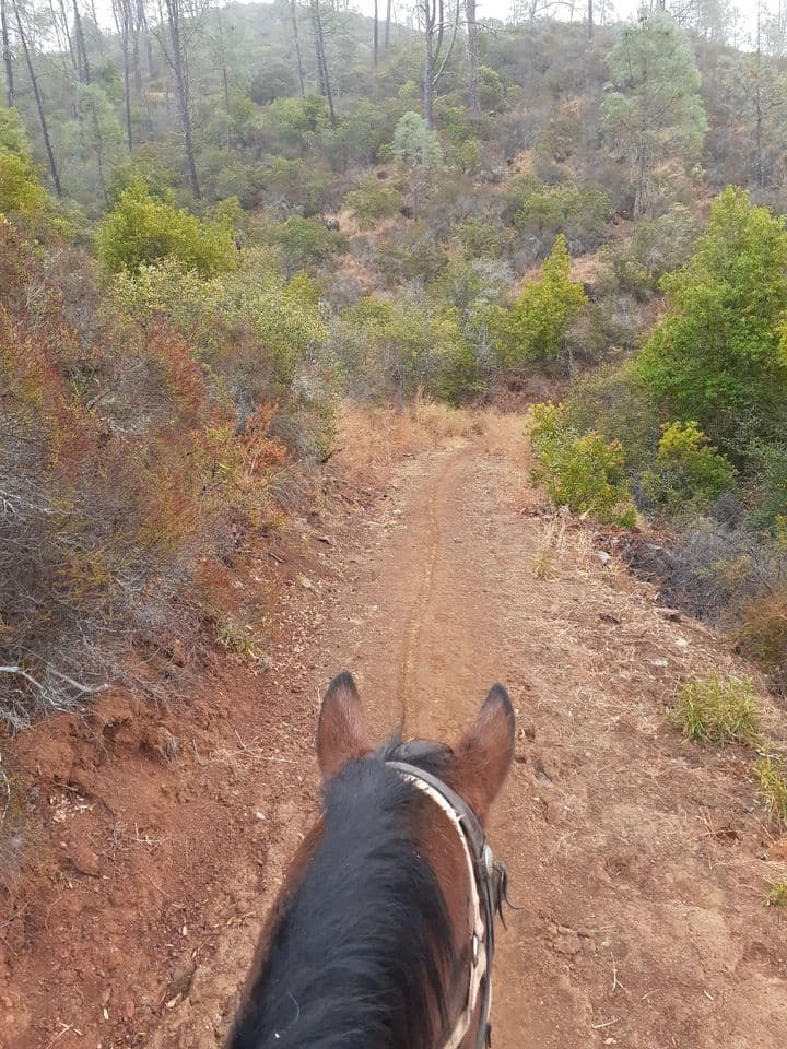 Lake Sonoma Horseback Experience