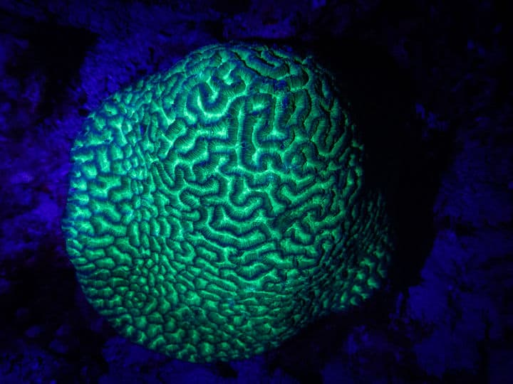 Boat Night Snorkeling