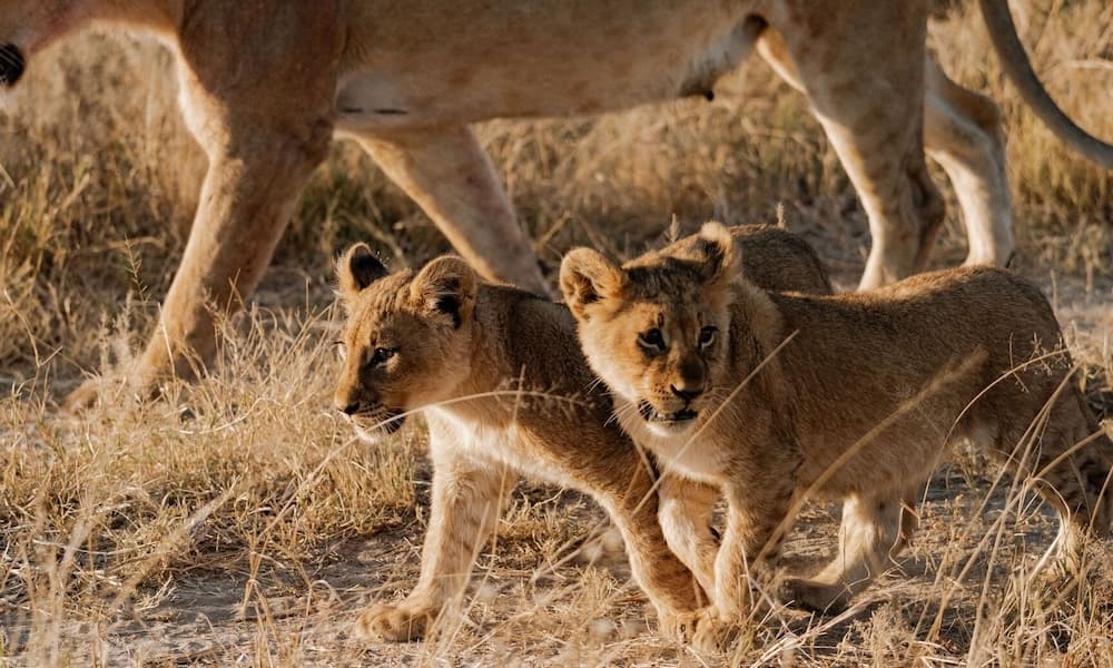 10-Day Adventure With Belmond On The Grand Tour Of Southern Africa On July 22-31, 2026